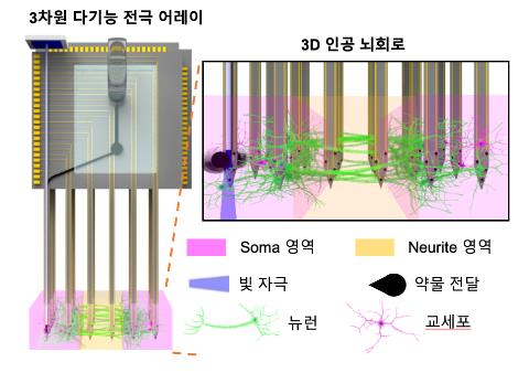 "인공뇌 모양 유지한 채 뇌 신호 측정하는 분석시스템 개발"