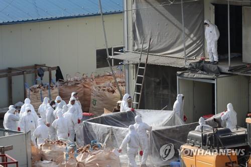 경기도내 AI 발생 50여일 만에 살처분 1천만마리 육박