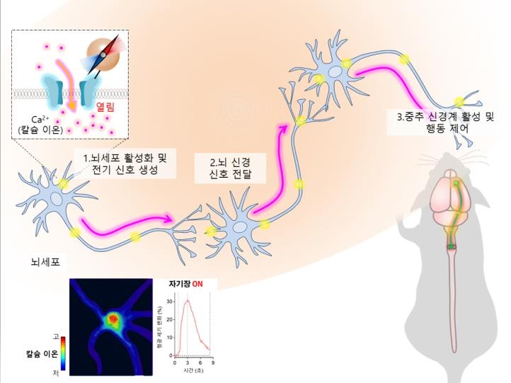 "자기장으로 뇌세포 활성화하는 '나노 나침반' 개발"