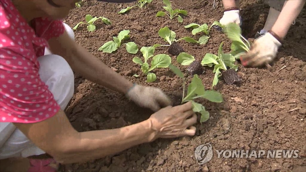 올해 인천 학교 100곳에 텃밭 조성…생태교육 병행