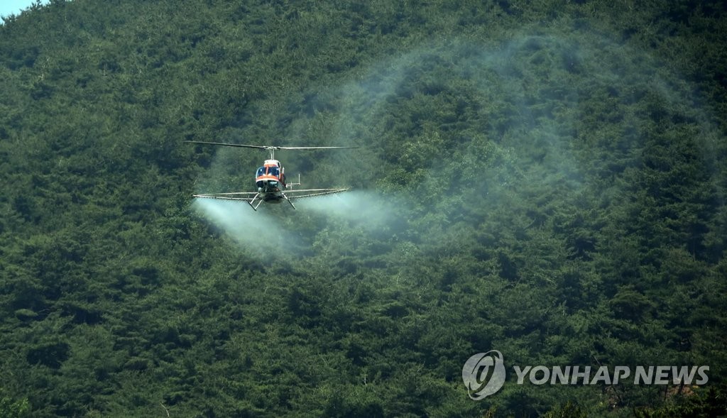 소나무재선충병 백두대간 소나무림 '위협'…방제 비상