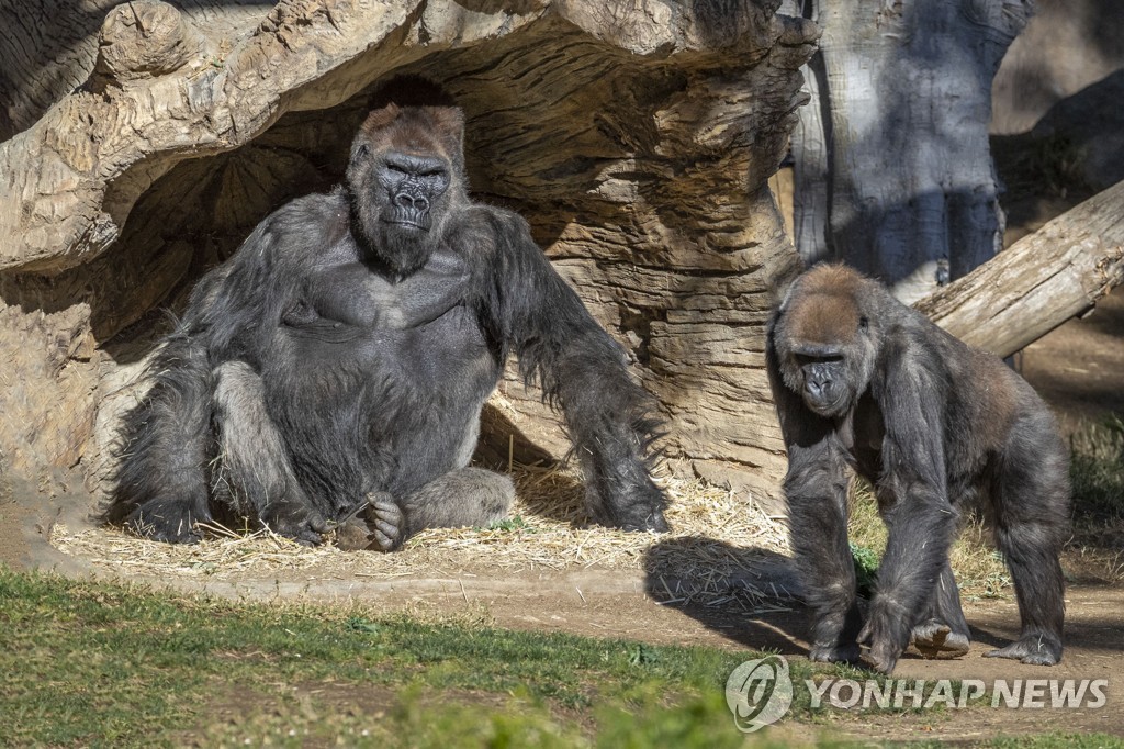 미 동물원서 고릴라 세 마리 코로나19 감염…"영장류 첫 사례"(종합)