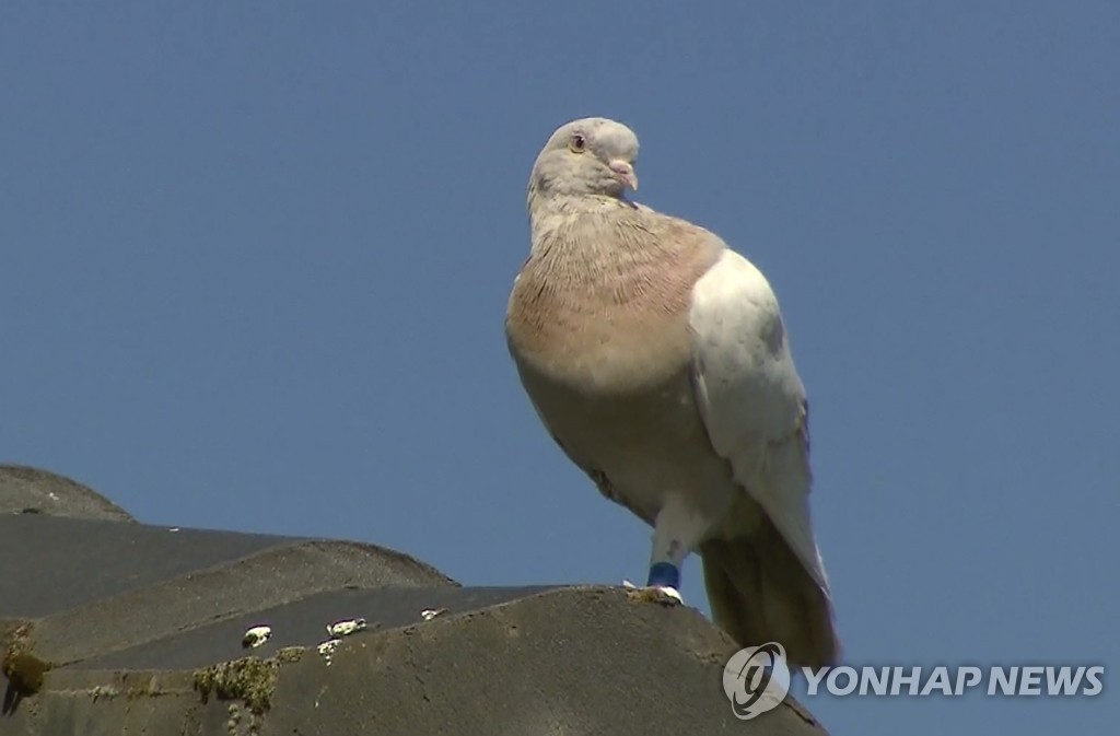 미국서 호주까지 망망대해 건넌 비둘기, 검역 탓 살처분 위기