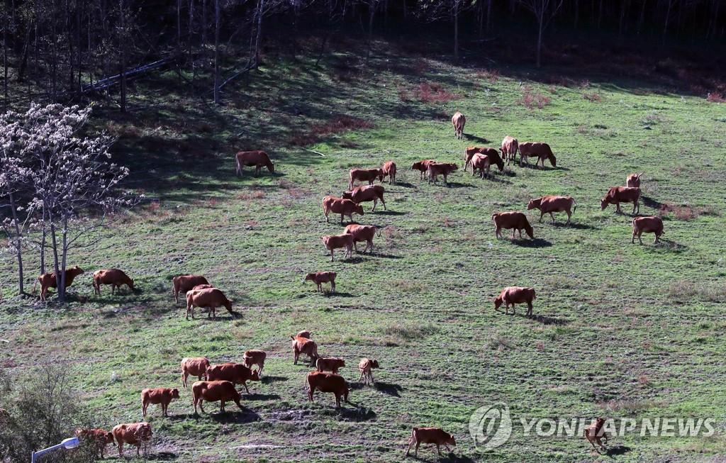 산청 지리산 청정 유기농 한우…국내 주요 백화점서 인기몰이