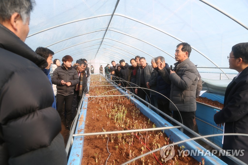 강원 땅두릅 도매시장서 호평…2㎏ 최고가 4만7천원 거래