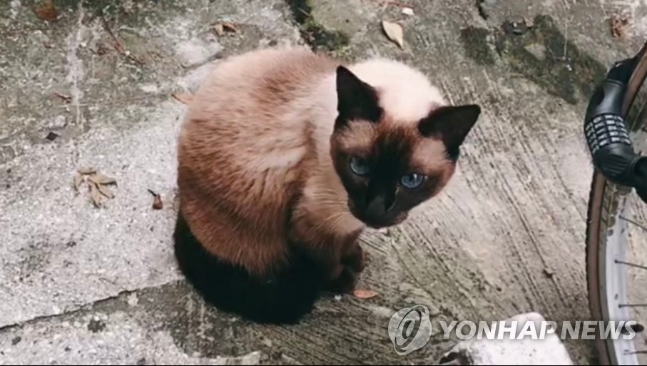 비닐하우스에서 고양이 불법 사육한 60대 집행유예