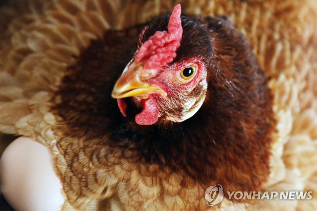 "달걀 한판 팔면 한판 기부" 코로나에 英 양계업자 이색 마케팅