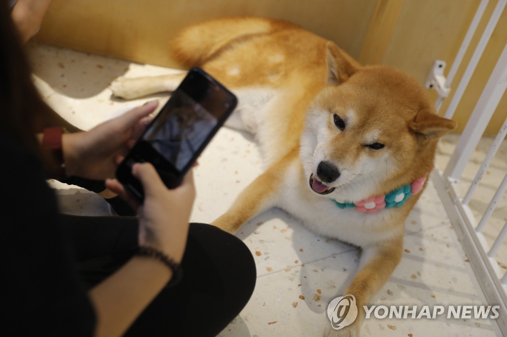 중국, 도심 유기견·길고양이 포획 '전염병 전파 방지'