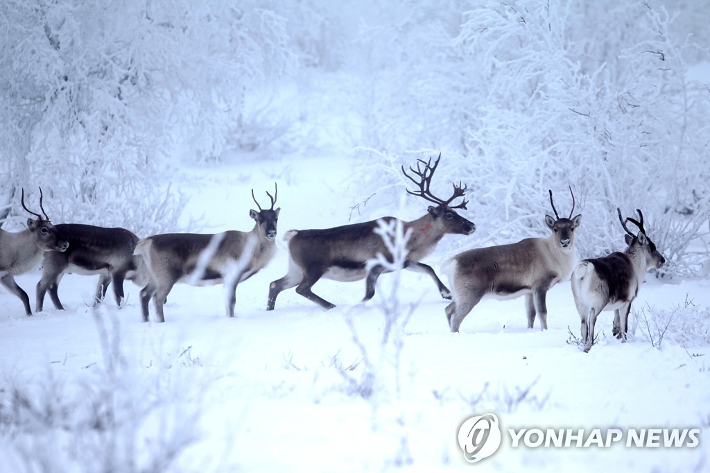 '순록 이동방해'…노르웨이 원주민 목축업자, 풍력발전 반대소송