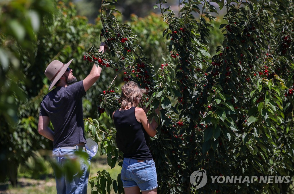 코로나 여파로 워홀러 호주 입국 '뚝'…수확철 농장 인력난