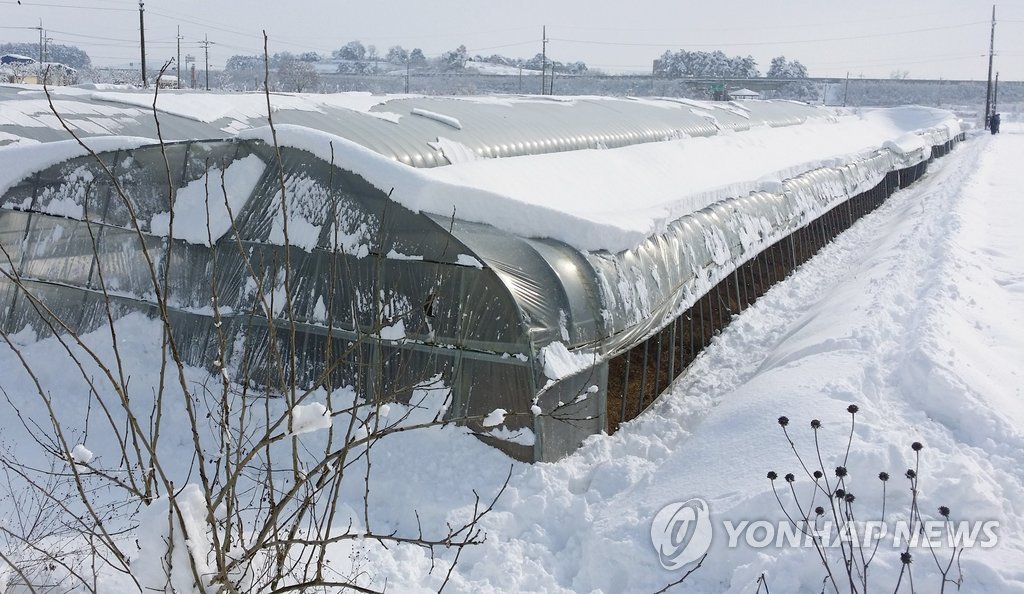 전북 '북극발 한파'로 농경지 43.3㏊ 피해…숭어 37t 폐사