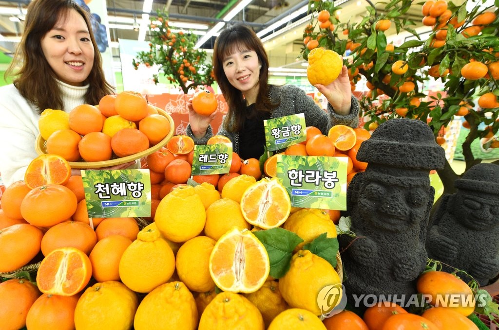 "감귤에도 제철이 있다"…품종별로 수확 시기 다르고 맛도 달라