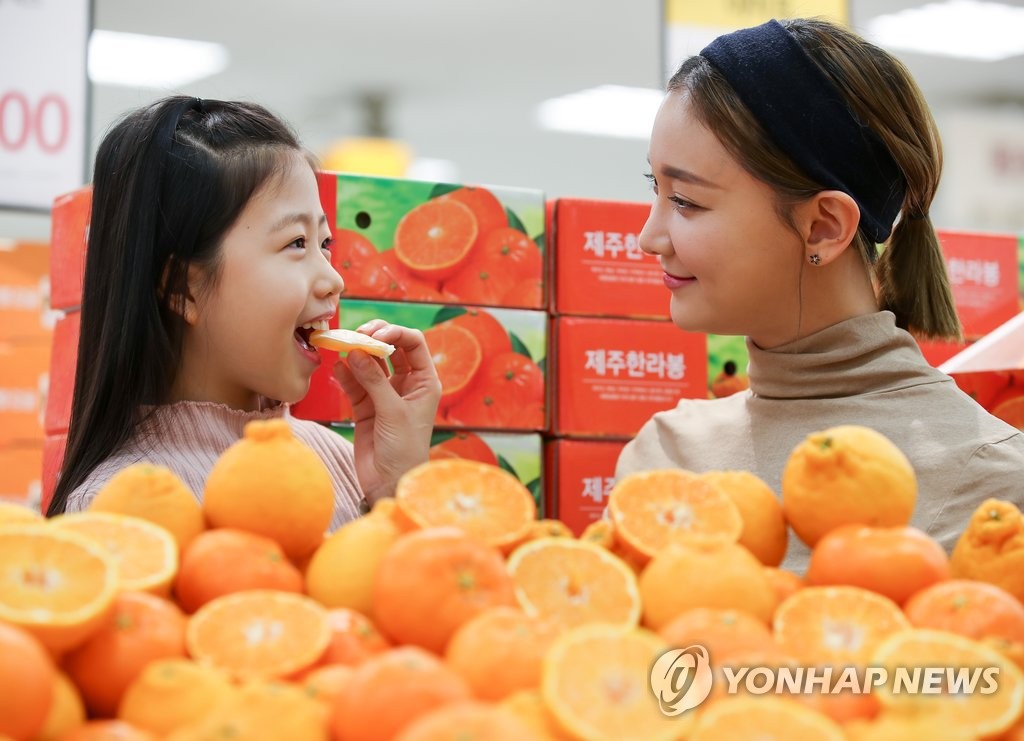 "감귤에도 제철이 있다"…품종별로 수확 시기 다르고 맛도 달라