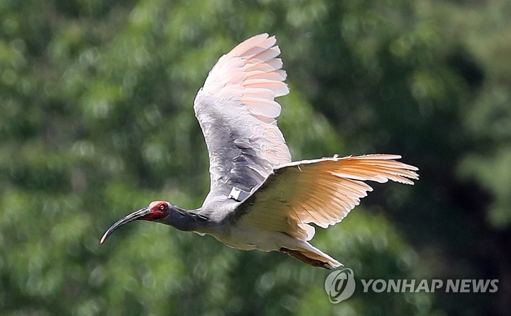 '행방 묘연 따오기 찾아줘 고마워요'…창녕군, 신고자에 감사장