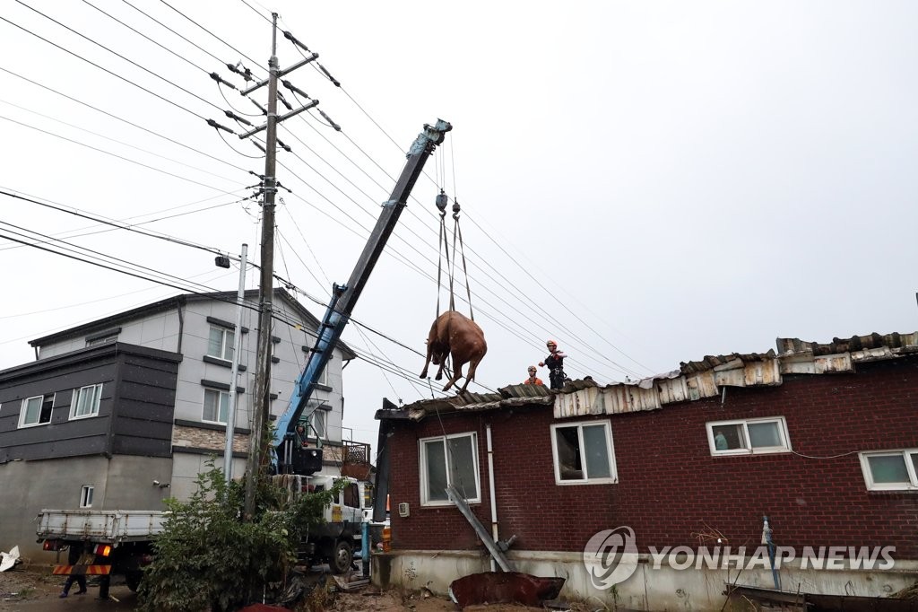 여름 폭우때 '지붕위 대피' 소 새끼 출산…소때해 맞아 무럭무럭