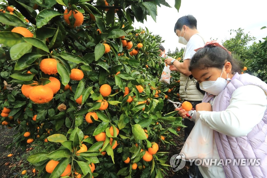 "감귤에도 제철이 있다"…품종별로 수확 시기 다르고 맛도 달라