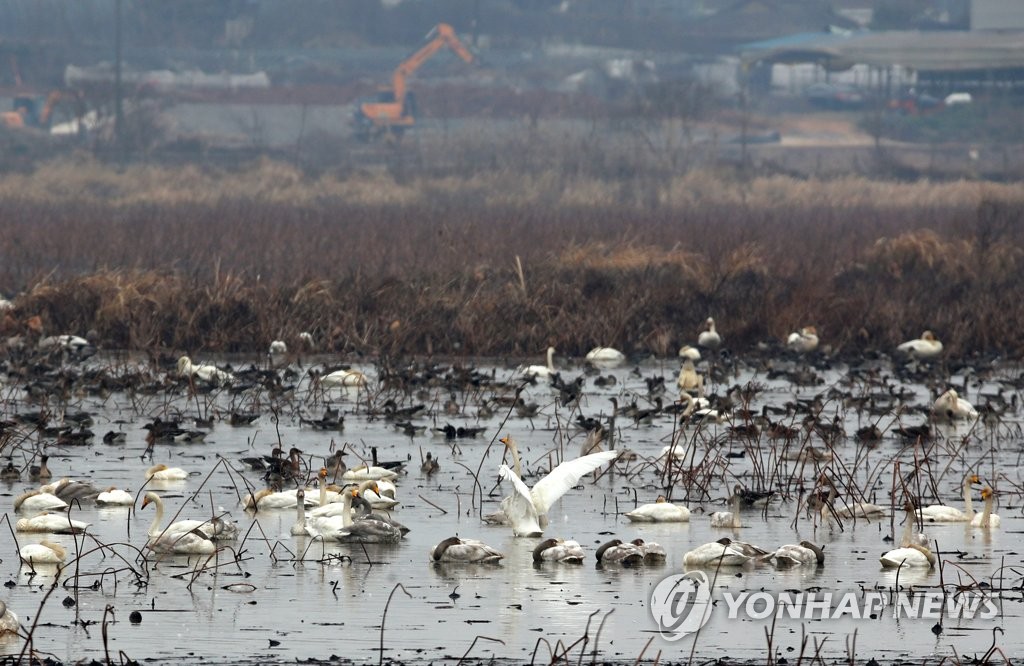 겨울철새 148만마리 국내 서식 확인…조류인플루엔자 대응 지속