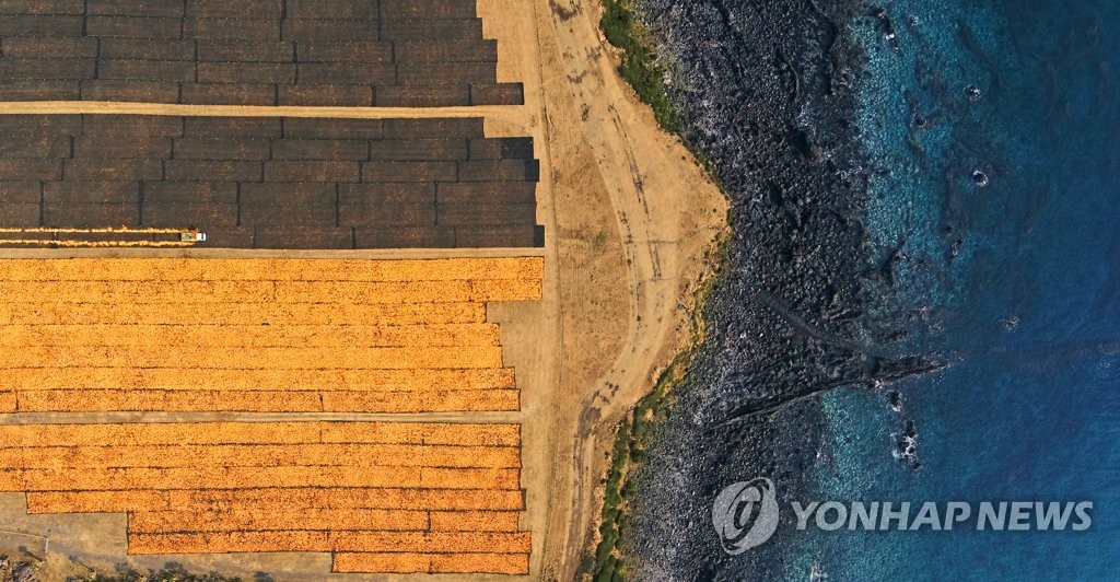 "감귤에도 제철이 있다"…품종별로 수확 시기 다르고 맛도 달라