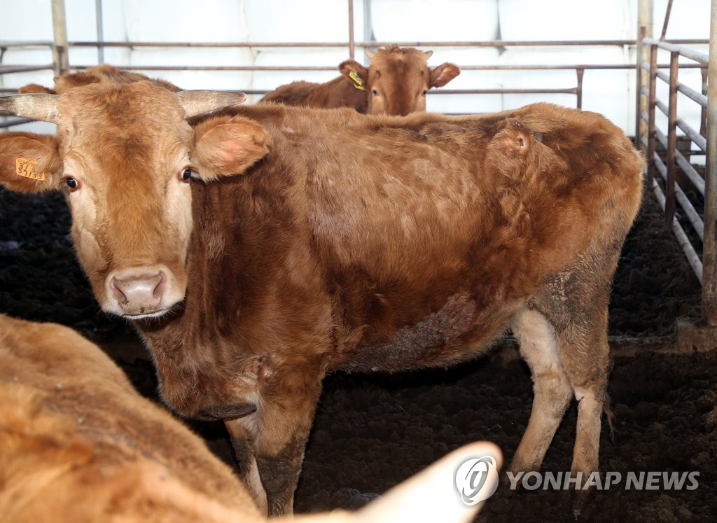 여름 폭우때 '지붕위 대피' 소 새끼 출산…소때해 맞아 무럭무럭