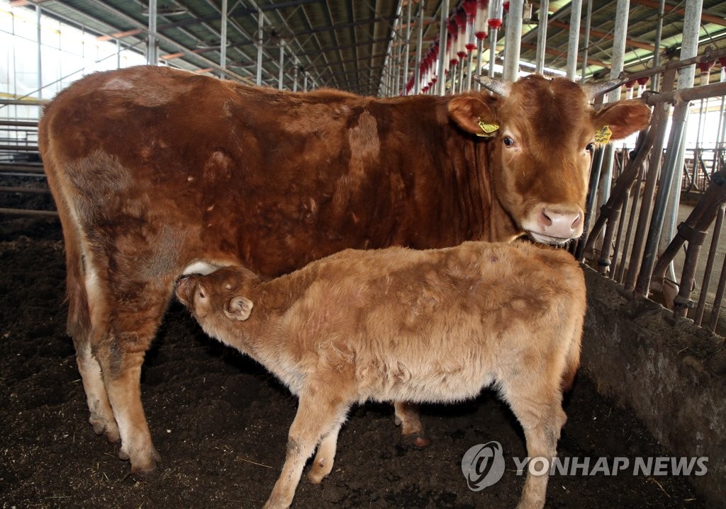 여름 폭우때 '지붕위 대피' 소 새끼 출산…소때해 맞아 무럭무럭