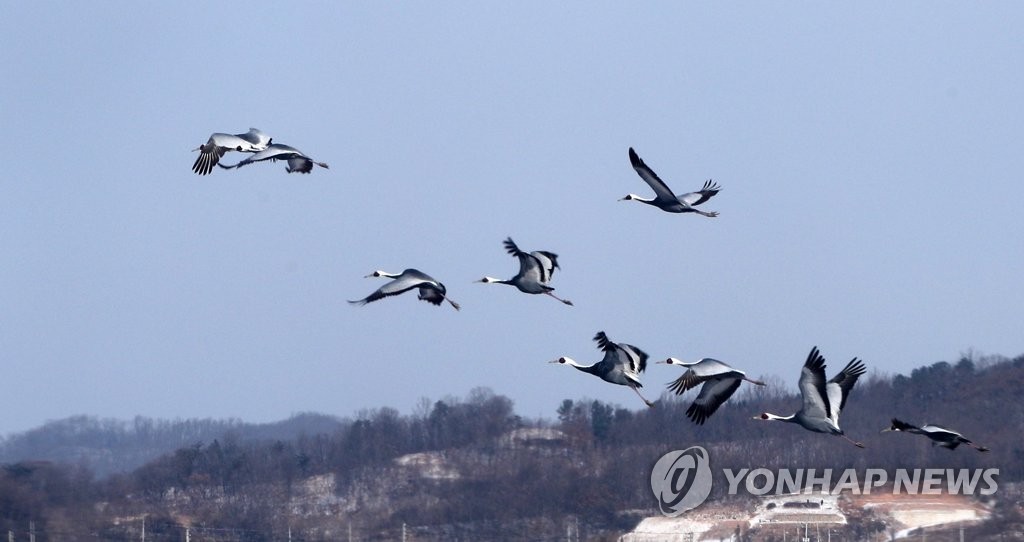 [픽! 철원] 최강 한파에 강물 '꽁꽁'…설경 더해져 '겨울왕국'