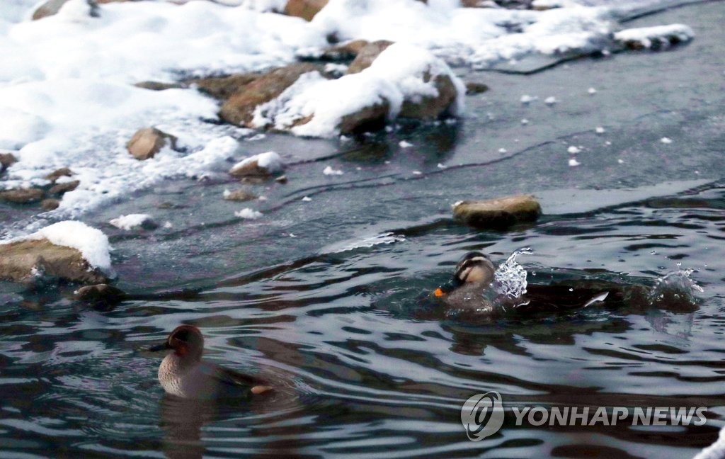 [픽!전주] 매서운 한파에 '꽁꽁'…얼어붙은 전주천