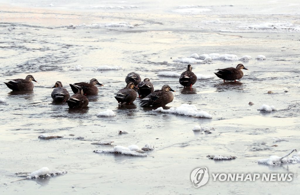 [픽!전주] '꽁꽁' 얼어붙은 전주 삼천…몸 녹이는 오리들