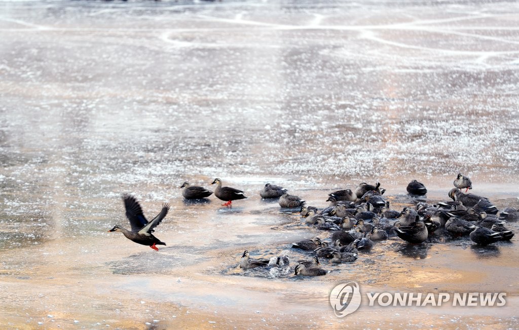 [픽!전주] '꽁꽁' 얼어붙은 전주 삼천…몸 녹이는 오리들