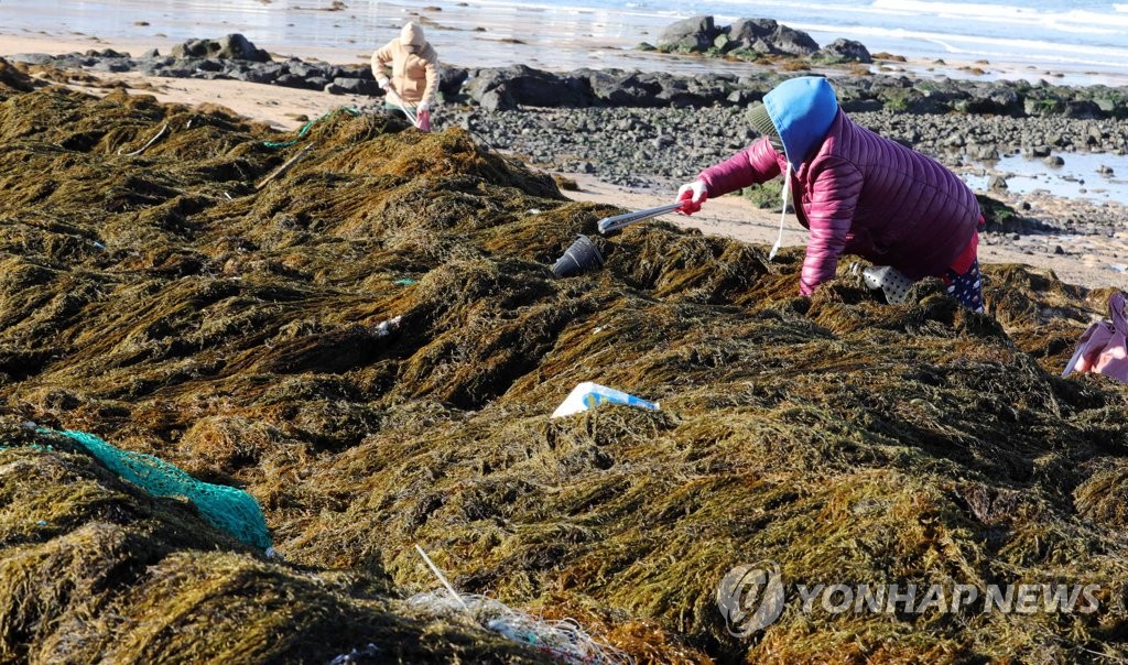 새해들어 중국발 괭생이모자반 9천t 유입…해수부 "집중 대응"