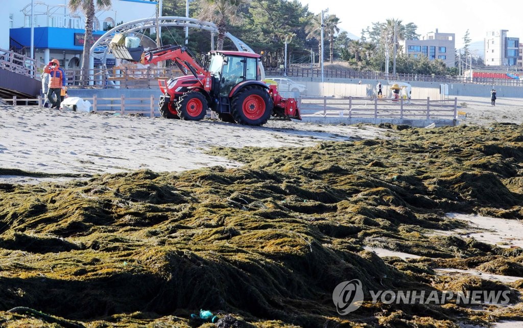 제주도, 중국발 괭생이모자반 대응 합동처리본부 가동