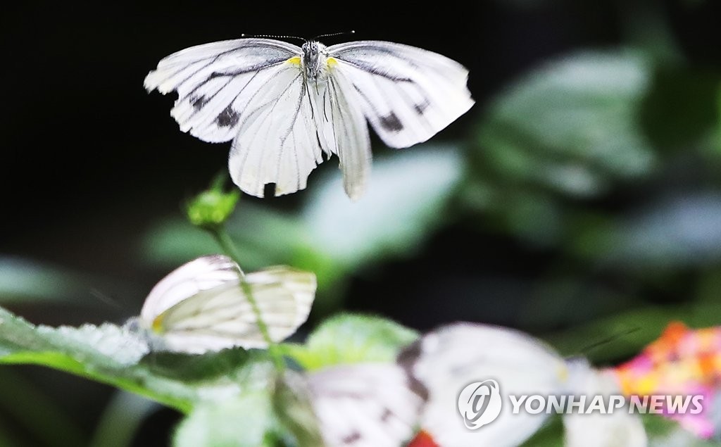 [내일날씨] 봄인 듯 포근한 날씨…서울 낮 최고 11도