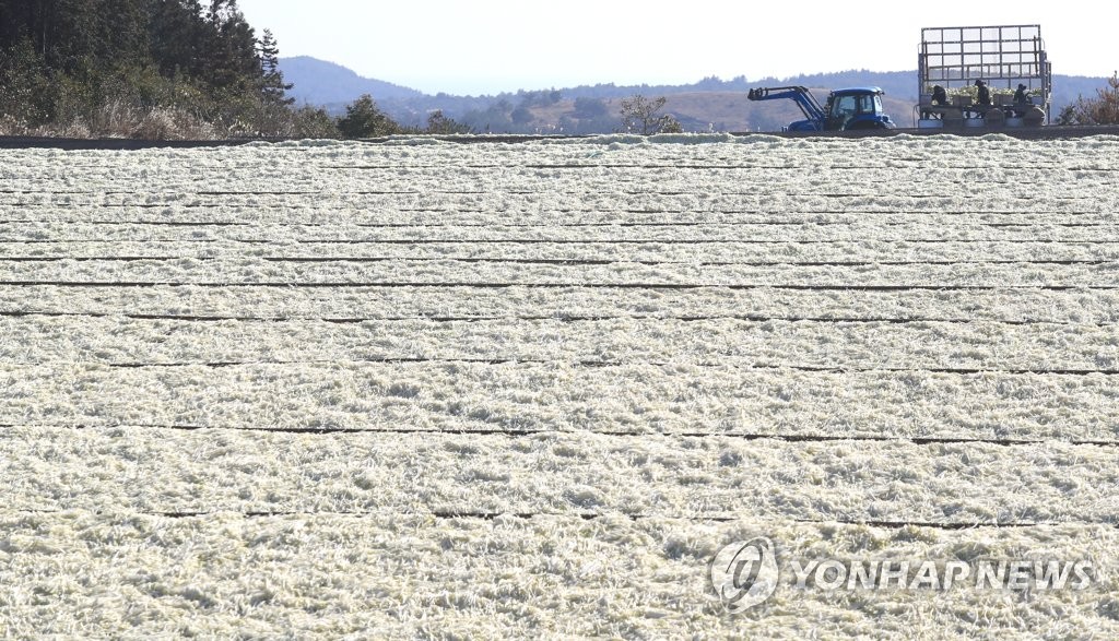 제주, 맑고 따뜻한 서풍 유입 낮기온 올라