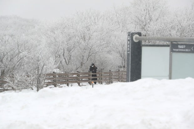 눈 쌓인 제주도 한라산 1100고지 습지의 모습./사진=연합뉴스