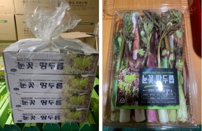 강원 땅두릅 도매시장서 호평…2㎏ 최고가 4만7천원 거래