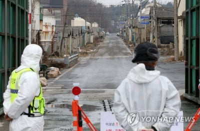 충남 천안 육용오리 농장서 고병원성 AI 의심 사례 발생