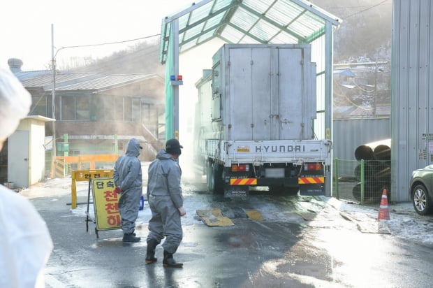 세종 산란계 농장서 고병원성 AI 확진…국내 농장 45번째