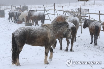 '북극발 한파 제주 강타'…항공기 81편 결항·여객선 전면 통제(종합)