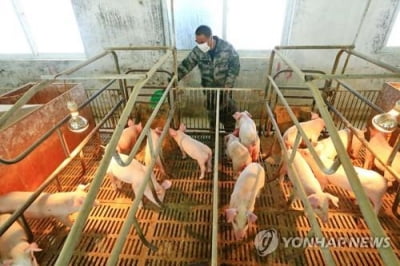 중국, 새해 돼지고깃값 안정위해 중앙비축분 5만t 풀어