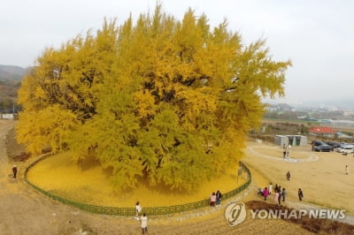 원주 반계리 수령 800년 은행나무 일대 관광 명소 조성