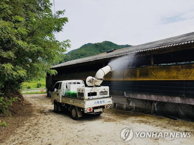 야생멧돼지 아프리카돼지열병 941건 발생…개체수 절반수준 저감