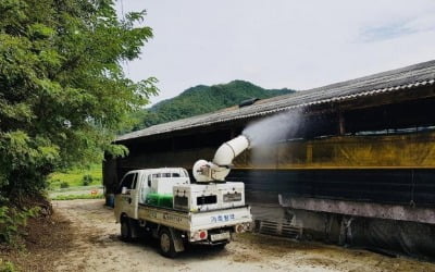 야생멧돼지 아프리카돼지열병 941건 발생…개체수 절반수준 저감