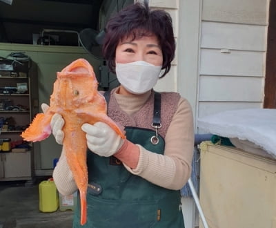 "와 황금색 아귀"…국내 두번째로 창원 위판장서 발견