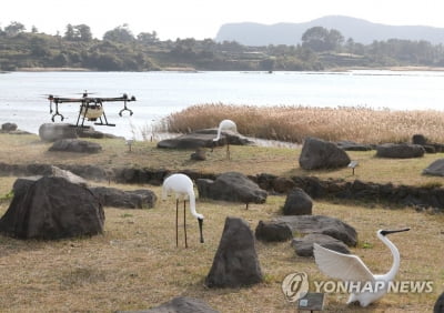 제주 하도리 철새도래지 야생조류 분변서 고병원성 AI