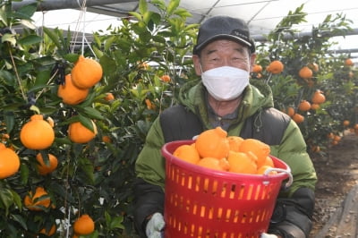 영주 소백산 자락 해발 350ｍ서 한라봉 첫 수확