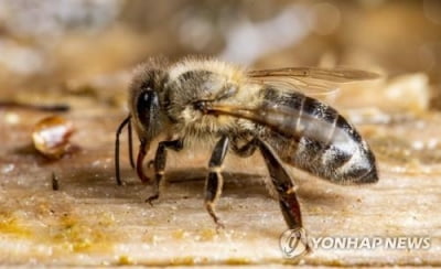 '인류존망 풍향계' 야생꿀벌 다양성 25년간 25% 줄었다