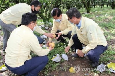 설 앞두고, 물량 뚝… 나주 배 산지 가격 급등세