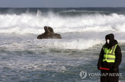 '봄 날씨 끝' 강원 내일 기온 뚝·태풍급 강풍 쌩쌩