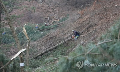 소나무재선충병 백두대간 소나무림 '위협'…방제 비상