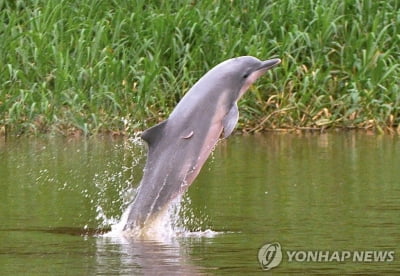 아마존강 '꼬마돌고래' 멸종위기…어망사고·수질오염 등에 몸살