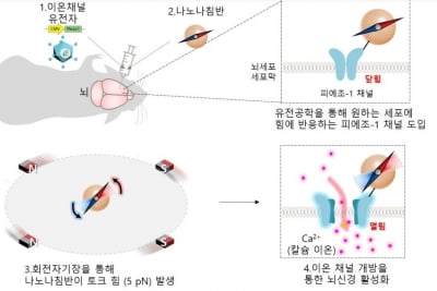 "자기장으로 뇌세포 활성화하는 '나노 나침반' 개발"